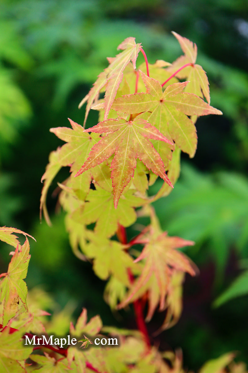 - Acer palmatum 'Sango kaku' Coral Bark Japanese Maple - Mr Maple │ Buy Japanese Maple Trees