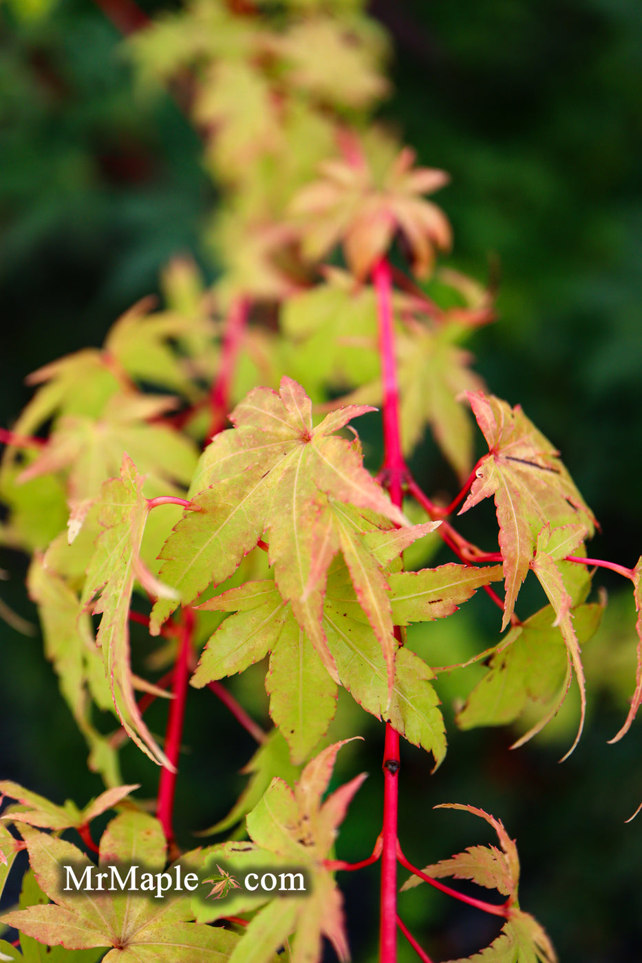 Buy Acer Palmatum 'Sango Kaku' Coral Bark Japanese Maple — Mr Maple ...