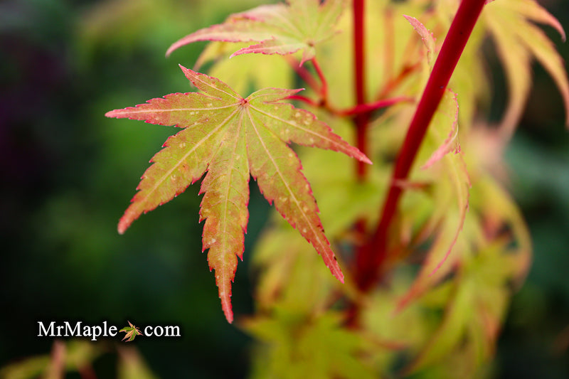 - Acer palmatum 'Sango kaku' Coral Bark Japanese Maple - Mr Maple │ Buy Japanese Maple Trees
