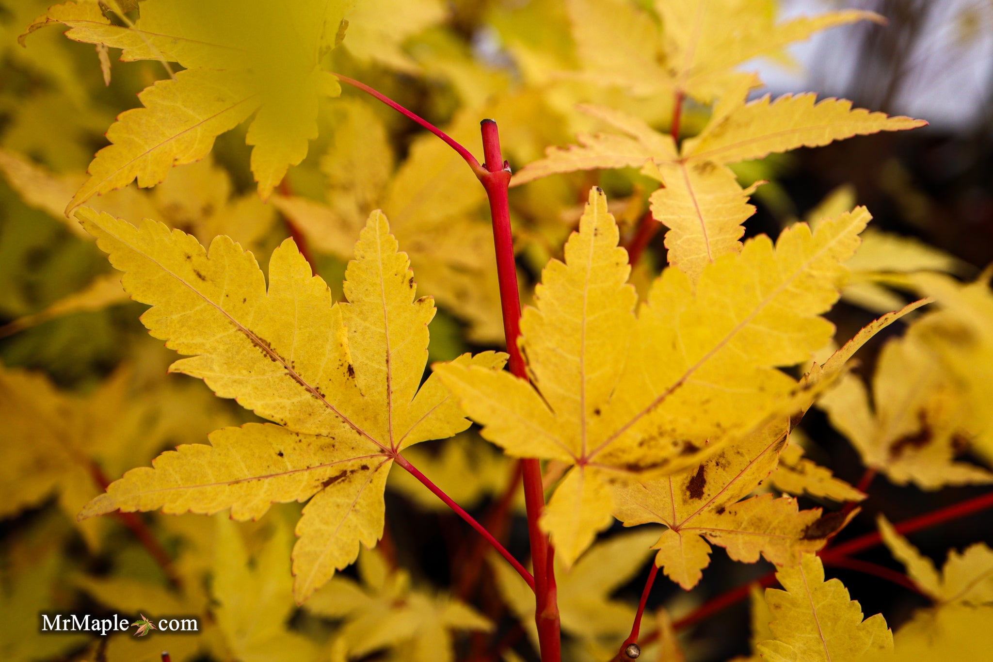 Mr Maple Acer palmatum Japanese Maple - Thumbnail 2