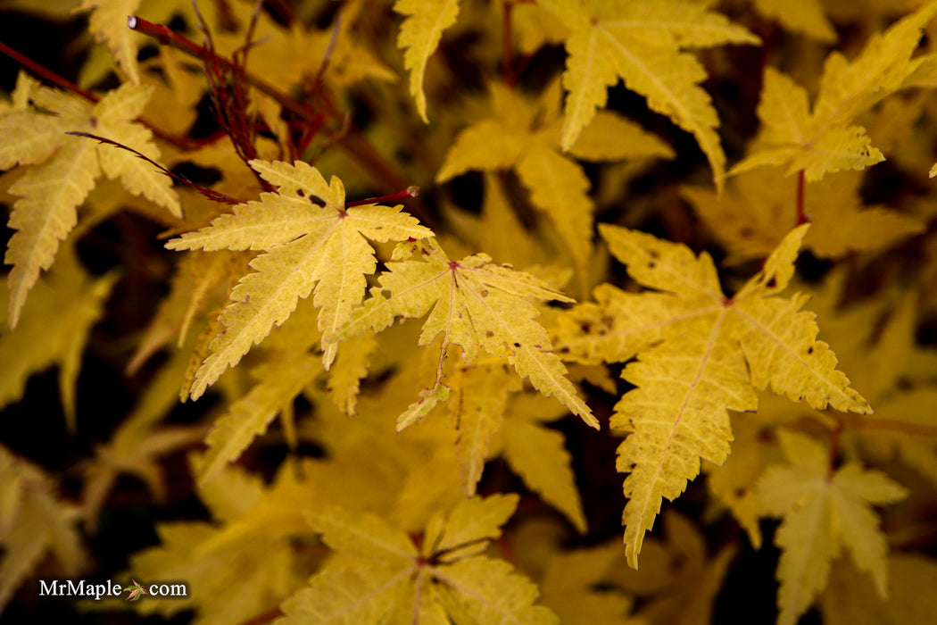 Acer palmatum 'Sango kaku' Coral Bark Japanese Maple