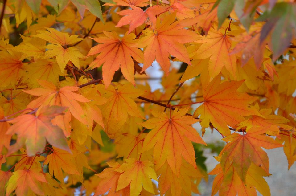 Acer palmatum 'Saotome' Japanese Maple