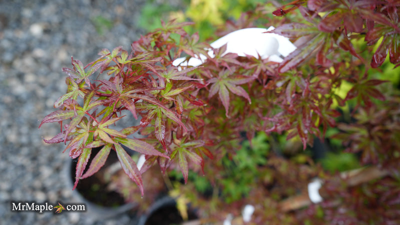Acer palmatum 'Sara D' Dwarf Red Witch's Broom Japanese Maple