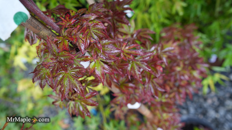 Acer palmatum 'Sara D' Dwarf Red Witch's Broom Japanese Maple