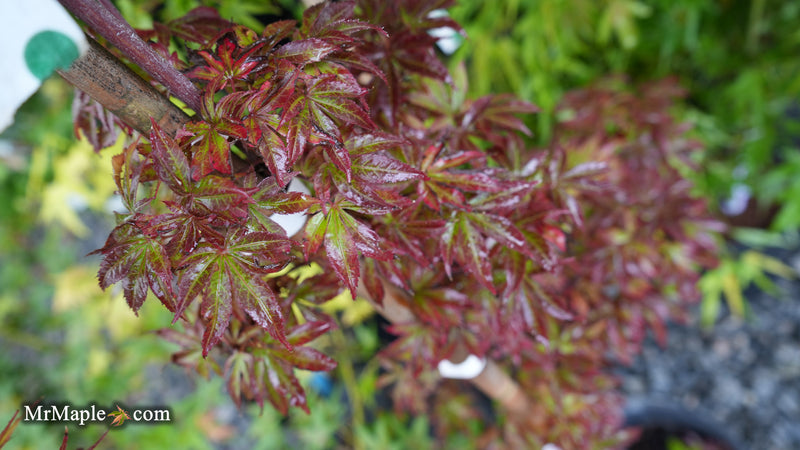 Acer palmatum 'Sara D' Dwarf Red Witch's Broom Japanese Maple