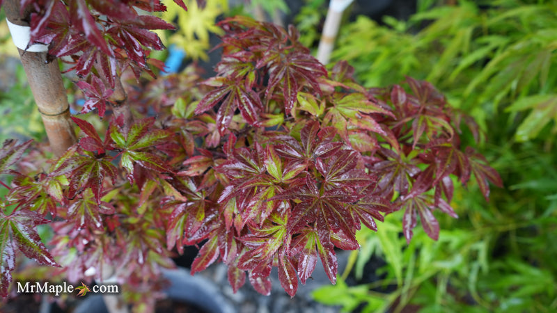 Acer palmatum 'Sara D' Dwarf Red Witch's Broom Japanese Maple