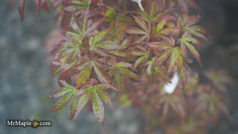 Acer palmatum 'Sara D' Dwarf Red Witch's Broom Japanese Maple