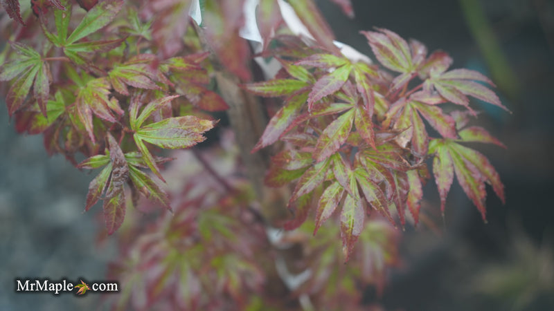 Acer palmatum 'Sara D' Dwarf Red Witch's Broom Japanese Maple