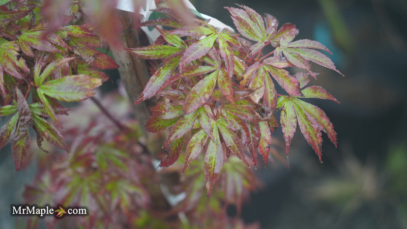 Acer palmatum 'Sara D' Dwarf Red Witch's Broom Japanese Maple