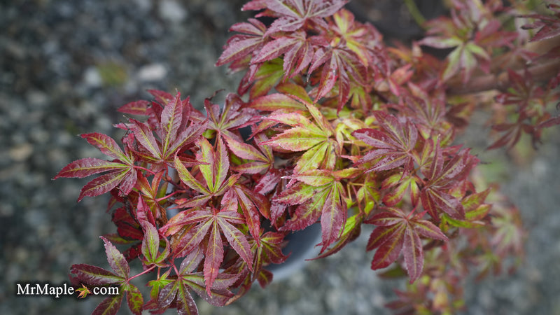 Acer palmatum 'Sara D' Dwarf Red Witch's Broom Japanese Maple