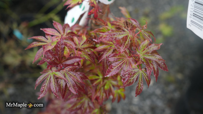 Acer palmatum 'Sara D' Dwarf Red Witch's Broom Japanese Maple