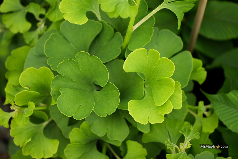 Ginkgo biloba 'Sari' Ginkgo Tree