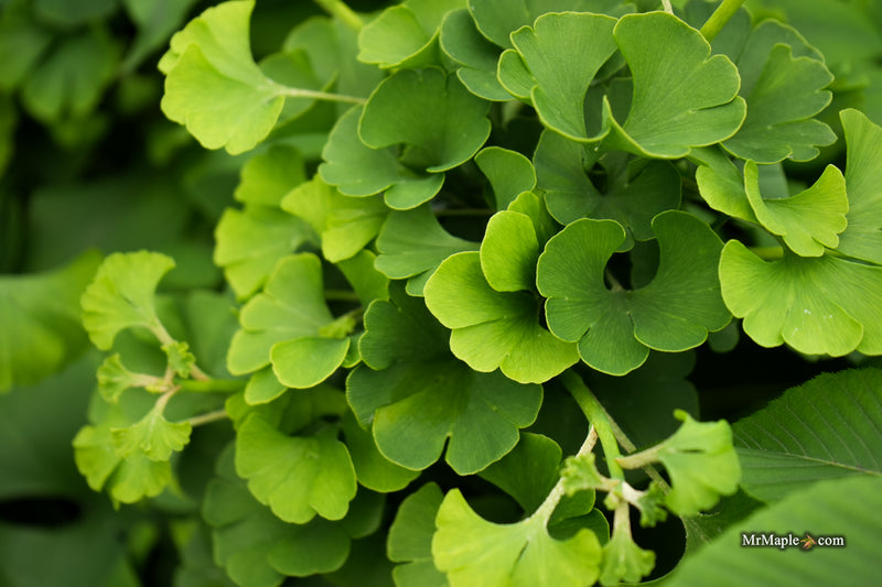 Ginkgo biloba 'Sari' Ginkgo Tree