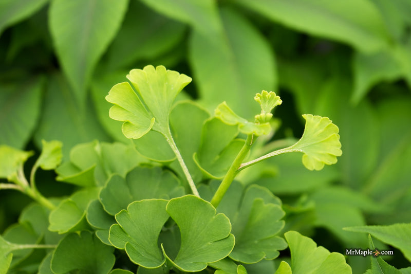 Ginkgo biloba 'Sari' Ginkgo Tree