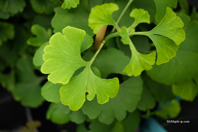 Ginkgo biloba 'Sari' Ginkgo Tree