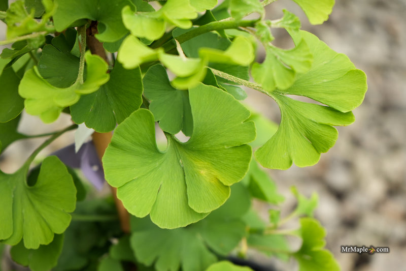 Ginkgo biloba 'Sari' Ginkgo Tree