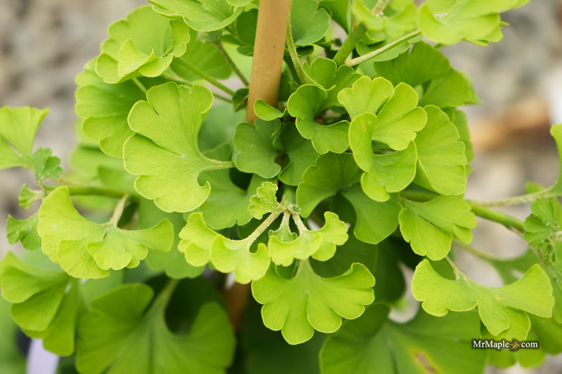 Ginkgo biloba 'Sari' Ginkgo Tree