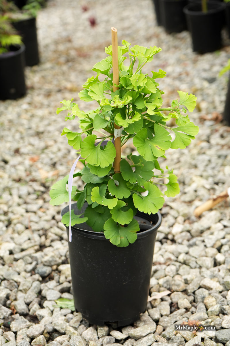 Ginkgo biloba 'Sari' Ginkgo Tree