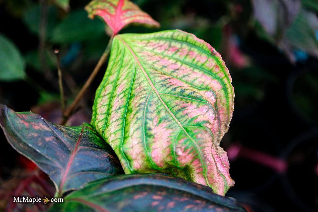 Cornus kousa 'Satomi’ Pink Flowering Chinese Dogwood