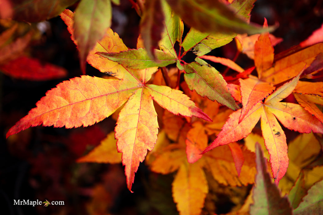 Acer palmatum 'Satsuki beni' Japanese Maple