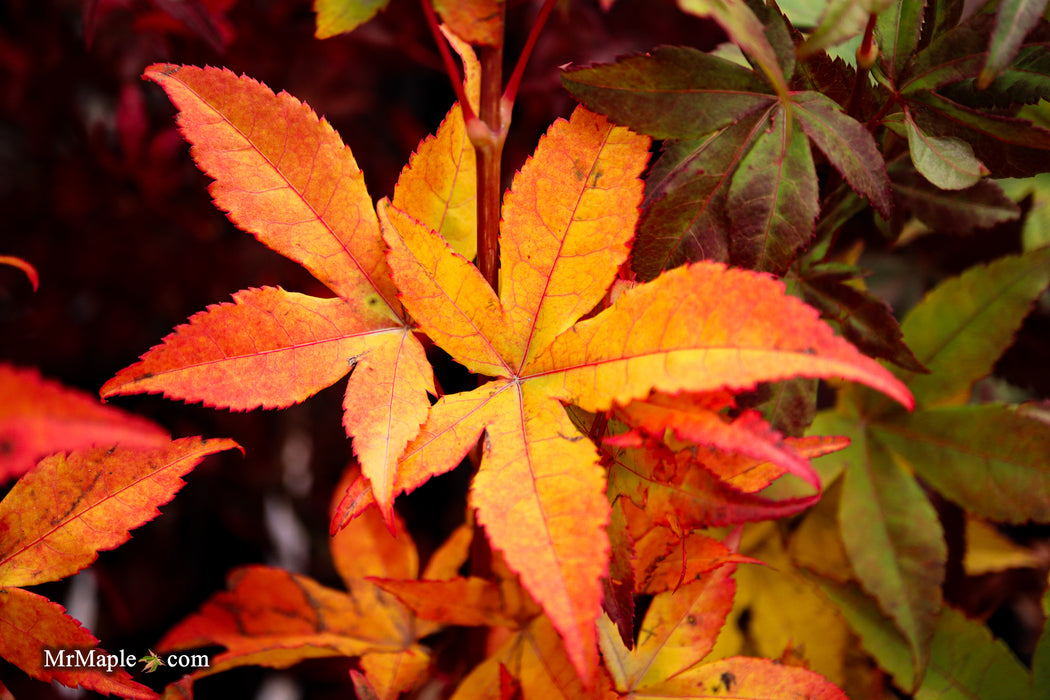 Acer palmatum 'Satsuki beni' Japanese Maple