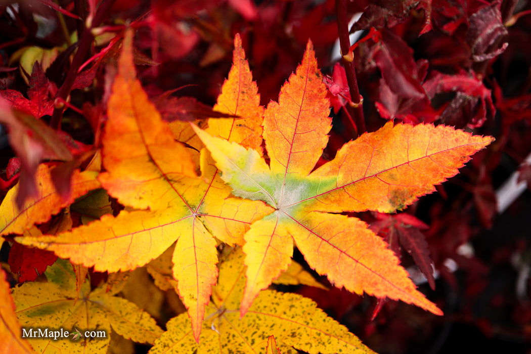 Acer palmatum 'Satsuki beni' Japanese Maple