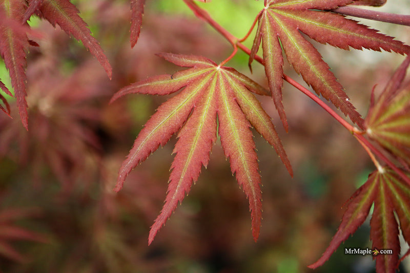 Acer palmatum 'Scarlet Rose' Japanese Maple