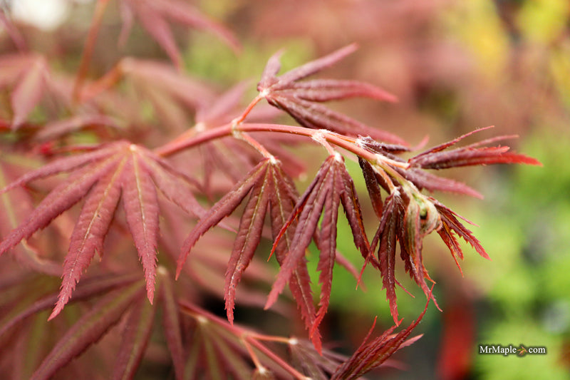 Acer palmatum 'Scarlet Rose' Japanese Maple