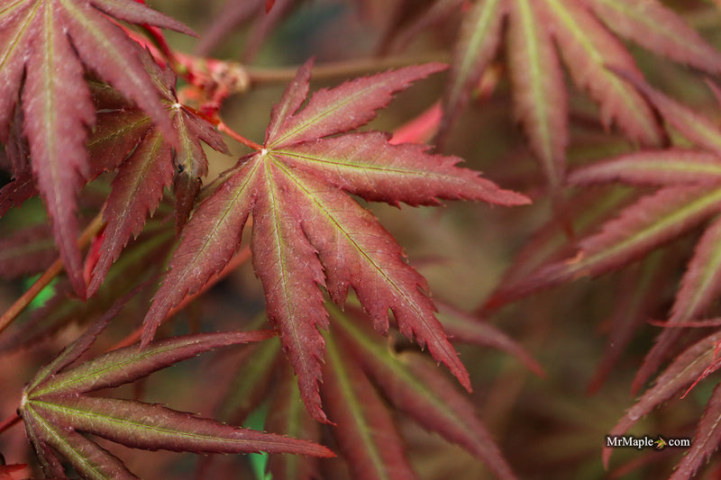 Acer palmatum 'Scarlet Rose' Japanese Maple