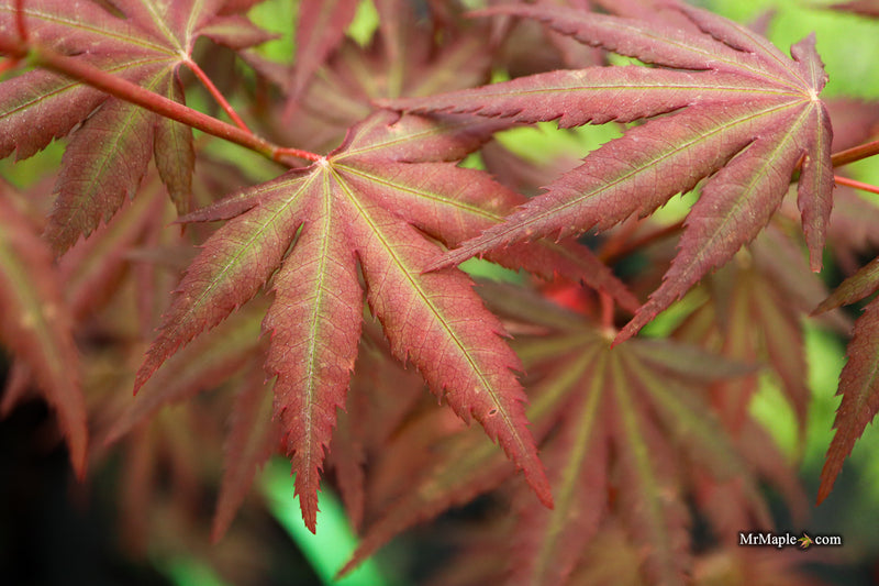 Acer palmatum 'Scarlet Rose' Japanese Maple