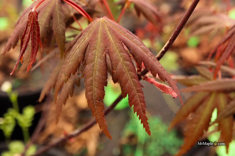 Acer palmatum 'Scarlet Rose' Japanese Maple
