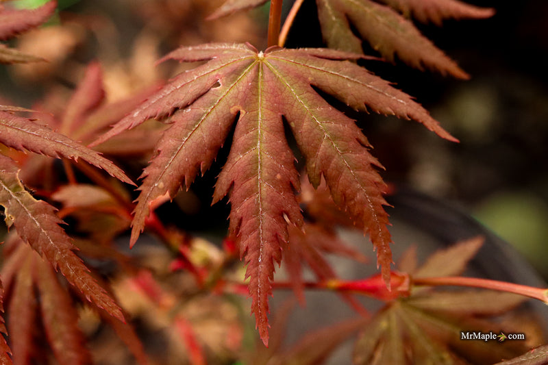Acer palmatum 'Scarlet Rose' Japanese Maple