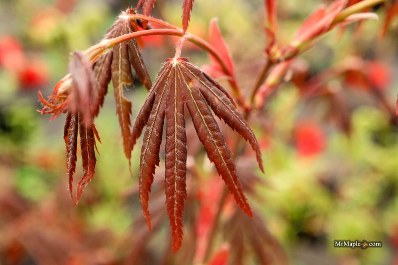 Acer palmatum 'Scarlet Rose' Japanese Maple