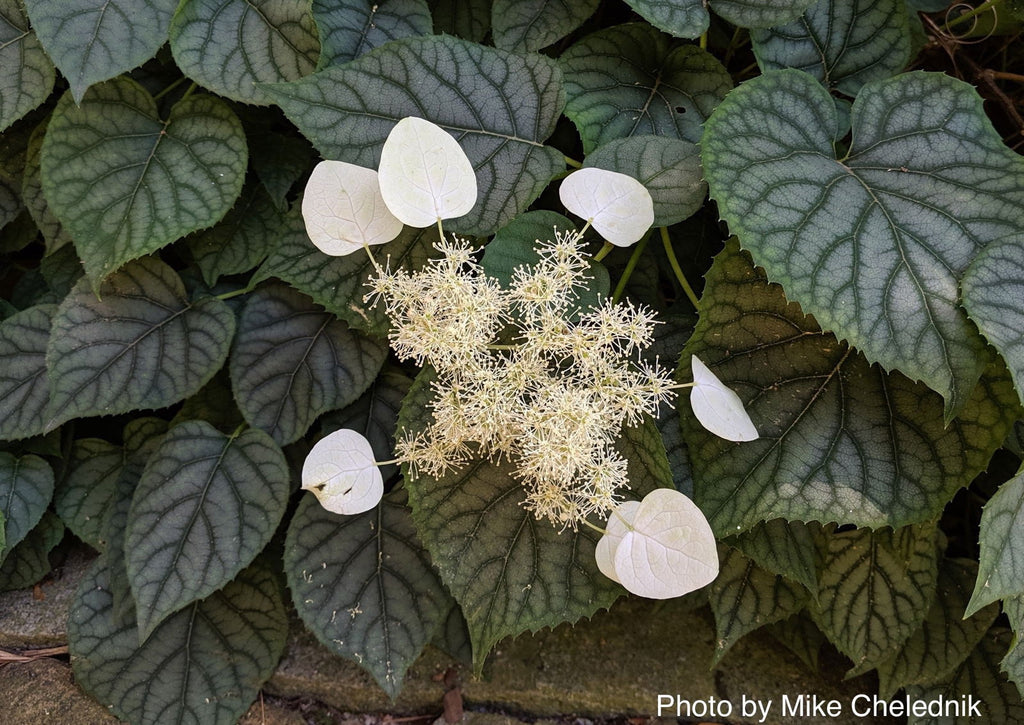 Buy Schizophragma Hydrangeoides 'Moonlight' Climbing Hydrangea