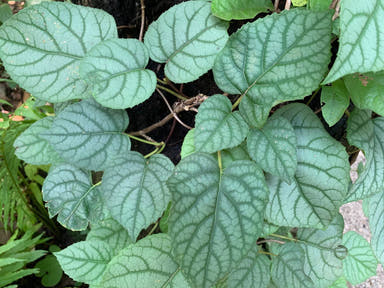 - Schizophragma hydrangeoides 'Moonlight' Climbing Hydrangea - Mr Maple │ Buy Japanese Maple Trees