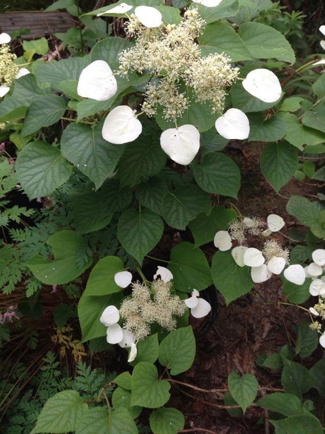 - Schizophragma hydrangeoides 'Moonlight' Climbing Hydrangea - Mr Maple │ Buy Japanese Maple Trees