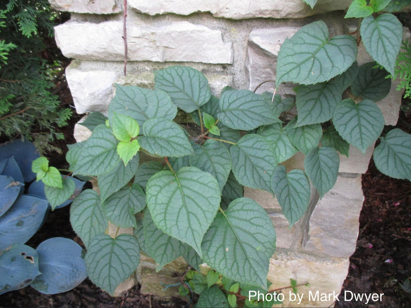 - Schizophragma hydrangeoides 'Moonlight' Climbing Hydrangea - Mr Maple │ Buy Japanese Maple Trees