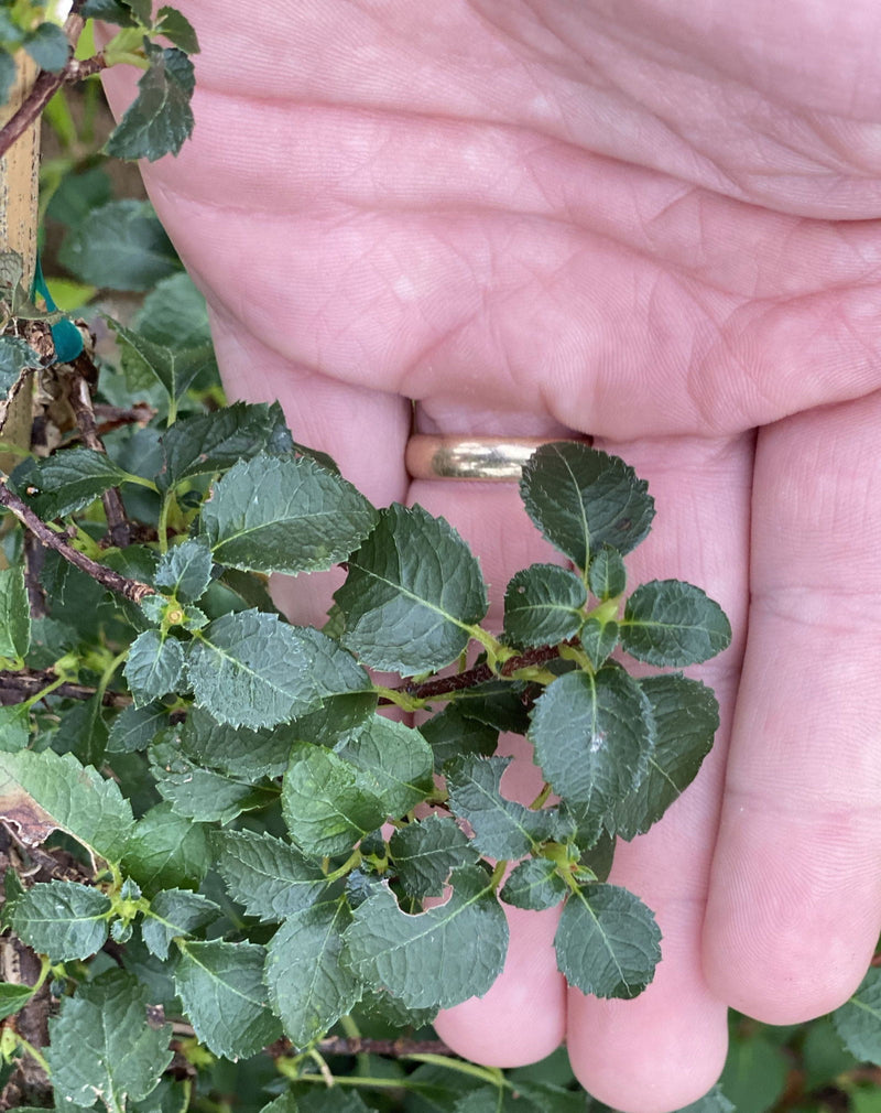 - Schizophragma hydrangeoides 'Platt’s Dwarf' Climbing Hydrangea - Mr Maple │ Buy Japanese Maple Trees