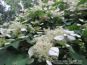 - Schizophragma hydrangeoides integrifolia var. fauriei Climbing Hydrangea - Mr Maple │ Buy Japanese Maple Trees