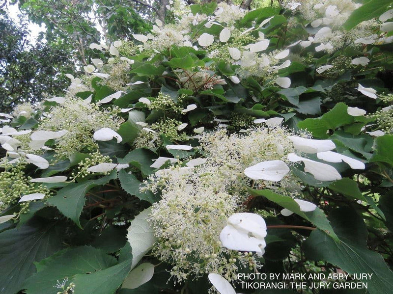 - Schizophragma hydrangeoides integrifolia var. fauriei Climbing Hydrangea - Mr Maple │ Buy Japanese Maple Trees