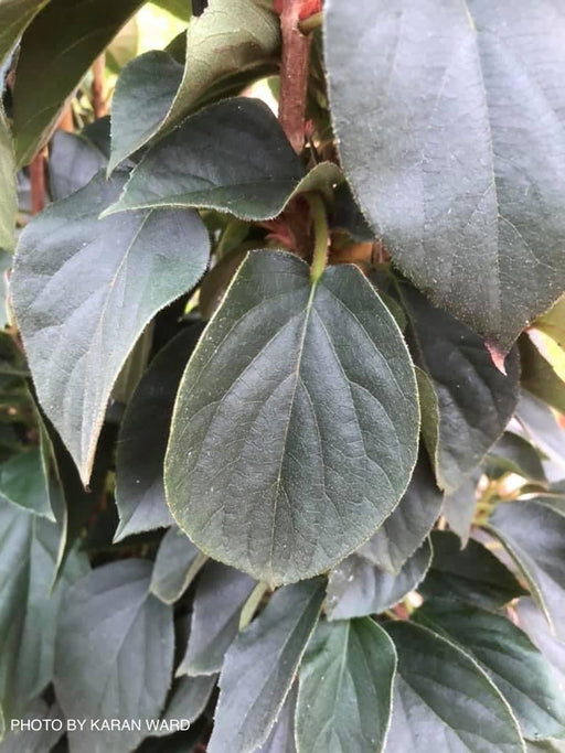 - Schizophragma hydrangeoides integrifolia var. fauriei Climbing Hydrangea - Mr Maple │ Buy Japanese Maple Trees