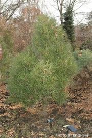 - Sciadopitys verticillata 'Fat Boy' Japanese Umbrella Pine Tree - Mr Maple │ Buy Japanese Maple Trees