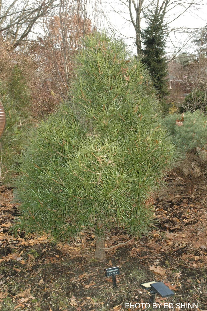 - Sciadopitys verticillata 'Fat Boy' Japanese Umbrella Pine Tree - Mr Maple │ Buy Japanese Maple Trees