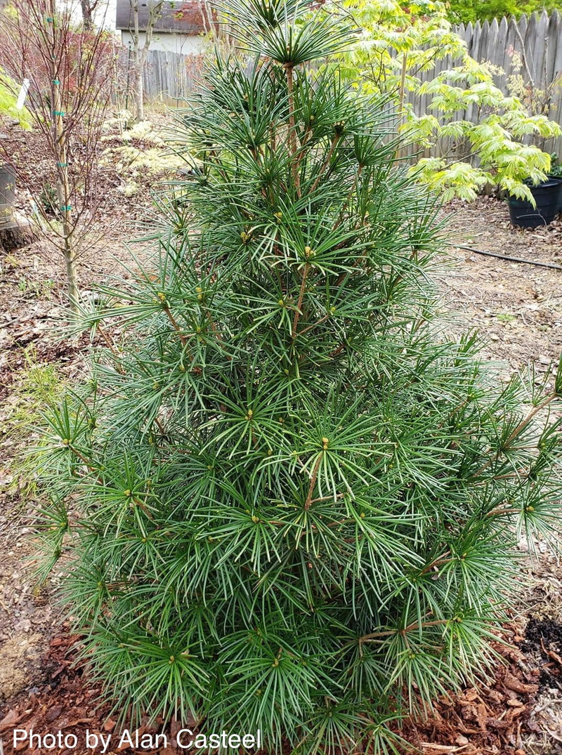 - Sciadopitys verticillata 'Green Star' Japanese Umbrella Pine Tree - Mr Maple │ Buy Japanese Maple Trees