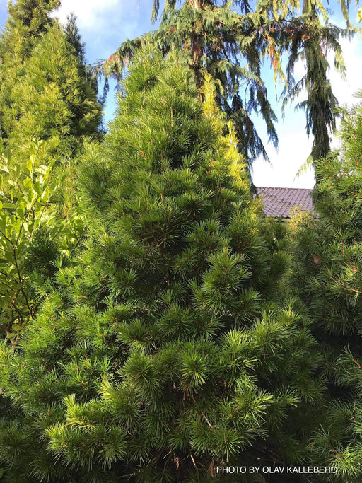 - Sciadopitys verticillata 'Green Star' Japanese Umbrella Pine Tree - Mr Maple │ Buy Japanese Maple Trees
