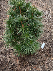 - Sciadopitys verticillata 'Green Star' Japanese Umbrella Pine Tree - Mr Maple │ Buy Japanese Maple Trees