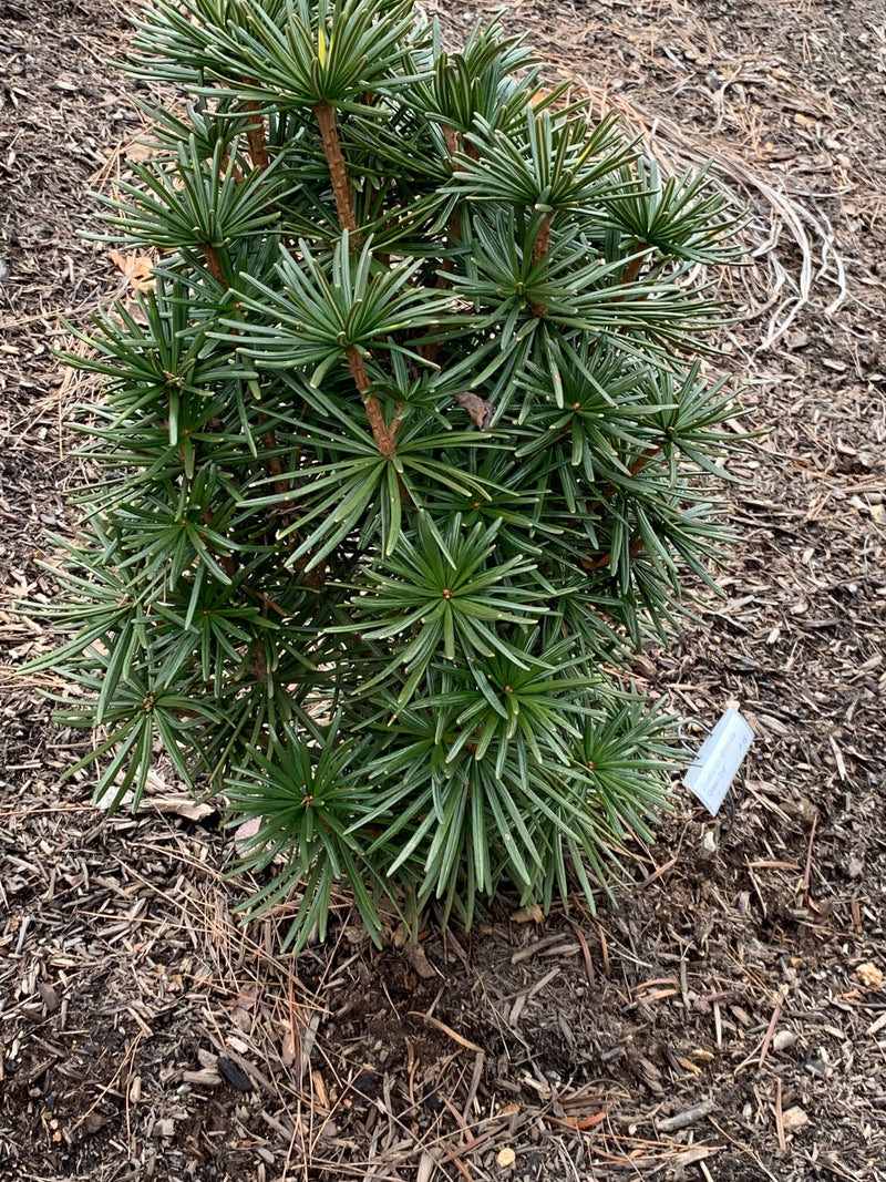 - Sciadopitys verticillata 'Green Star' Japanese Umbrella Pine Tree - Mr Maple │ Buy Japanese Maple Trees