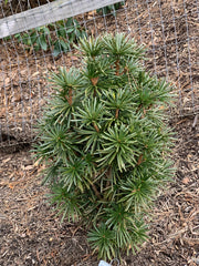 - Sciadopitys verticillata 'Green Star' Japanese Umbrella Pine Tree - Mr Maple │ Buy Japanese Maple Trees