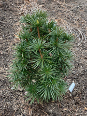 - Sciadopitys verticillata 'Green Star' Japanese Umbrella Pine Tree - Mr Maple │ Buy Japanese Maple Trees