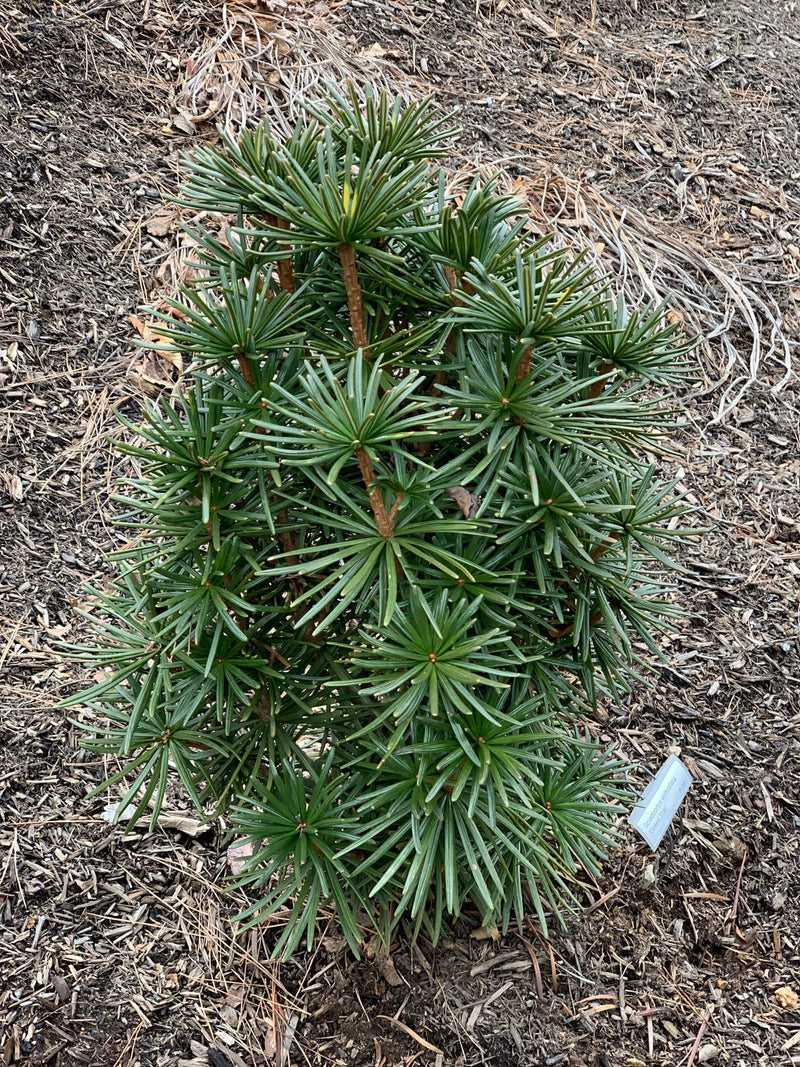 - Sciadopitys verticillata 'Green Star' Japanese Umbrella Pine Tree - Mr Maple │ Buy Japanese Maple Trees